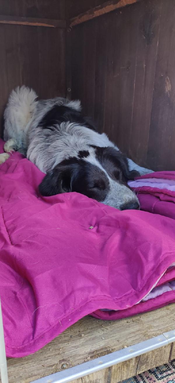 💕“Emma cerca il suo lieto fine: regala amore a chi ne ha tanto da dare”🏠❤️ Foto 3